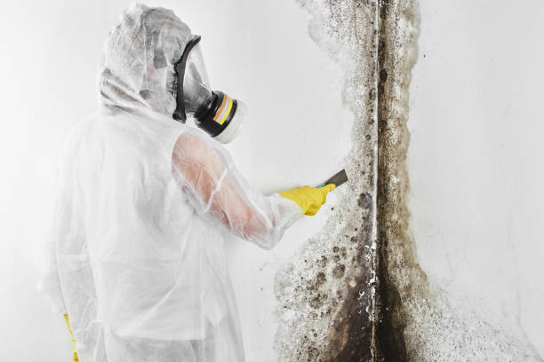 Best Mold Damage Repair  in Deltona, FL