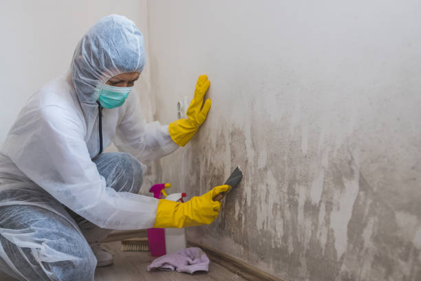 Office Mold Removal Services in Deltona, FL