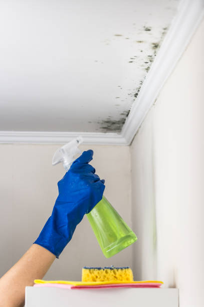 Professional Mold Removal in Deltona, FL